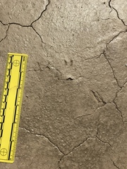 Ammospermophilus leucurus