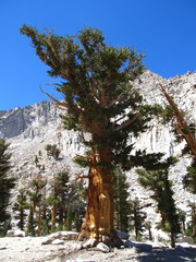 Pinus balfouriana austrina