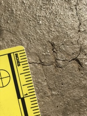 Ammospermophilus leucurus