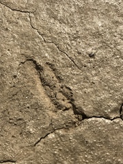 Ammospermophilus leucurus