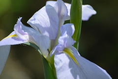 Iris giganticaerulea