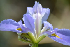 Iris giganticaerulea