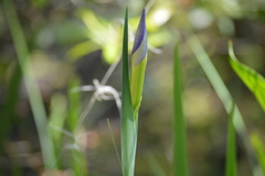 Iris giganticaerulea
