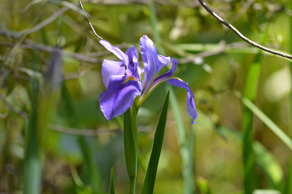 Giant blue iris
