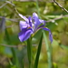 Giant Blue Iris - Photo (c) scott e, some rights reserved (CC BY-NC-SA), uploaded by scott e
