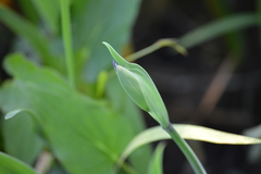 Iris giganticaerulea