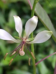 Cleome serrata