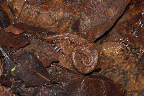 Northern Eyelash Boa