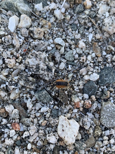 iNaturalist observation photo of Eurybunus