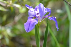 Iris giganticaerulea