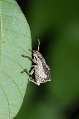 Episomus chinensis