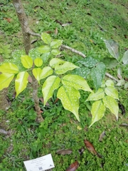 Myroxylon balsamum