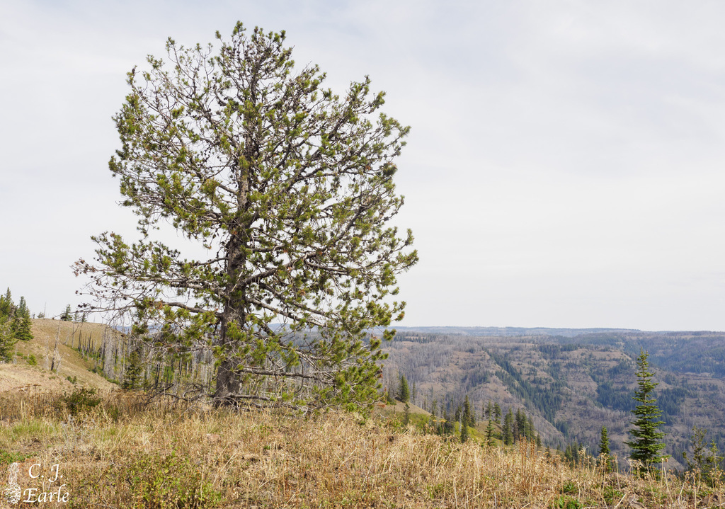 Interior Lodgepole Pine from Columbia County, WA, USA on September 11, 2023 at 1122 AM by