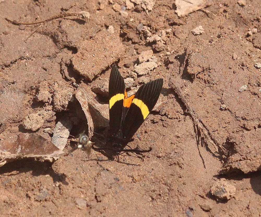 Pidorus yayoiae