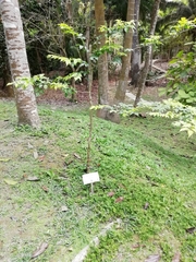 Myroxylon balsamum