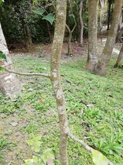 Myroxylon balsamum