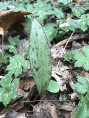 Erythronium americanum
