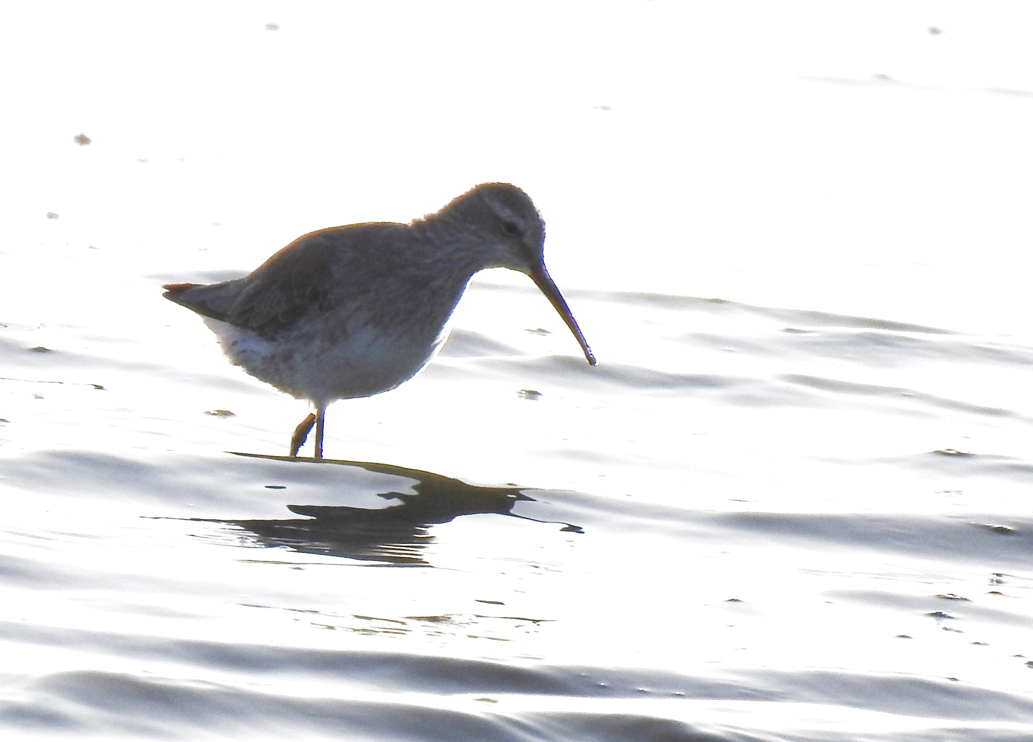 Stilt Sandpiper