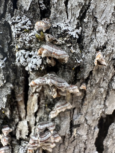 iNaturalist observation photo of hairy curtain crust