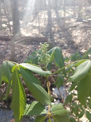 Aesculus sylvatica