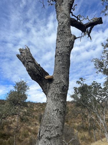 iNaturalist observation photo of Shelf Fungi