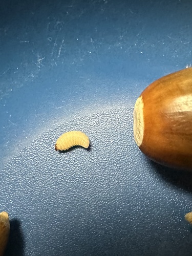 iNaturalist observation photo of Snout and Bark Beetles