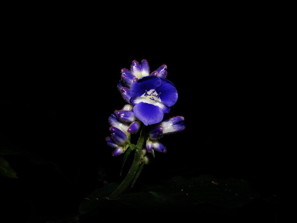 Dichorisandra tejucensis