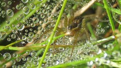Diapontia uruguayensis