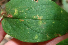 Melampsora hypericorum