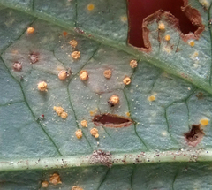 Melampsora hypericorum