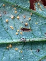 Melampsora hypericorum