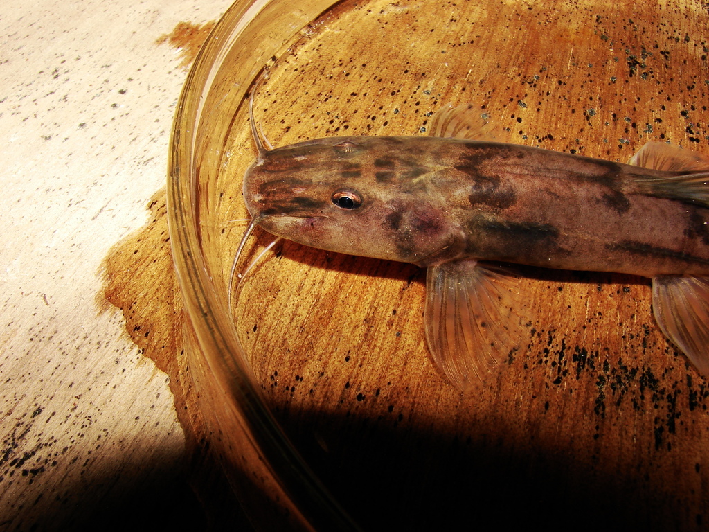 Rhamdioglanis transfasciatus