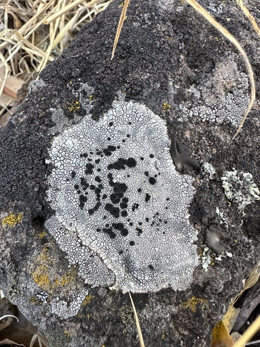 iNaturalist observation photo of Fungi Including Lichens