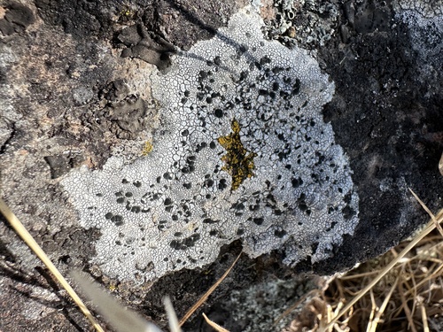 iNaturalist observation photo of Fungi Including Lichens