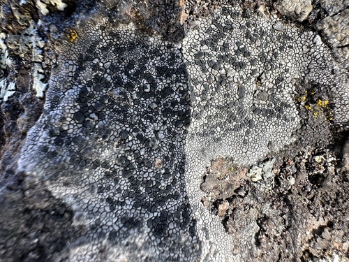 iNaturalist observation photo of Fungi Including Lichens