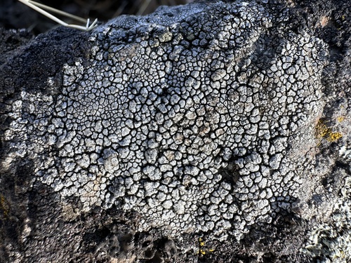 iNaturalist observation photo of Ascomycete Fungi