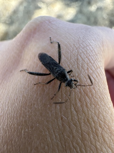 iNaturalist observation photo of Tollius