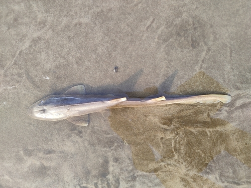 Arabian carpetshark (Chiloscyllium arabicum) — Hemiscylliidae — 2