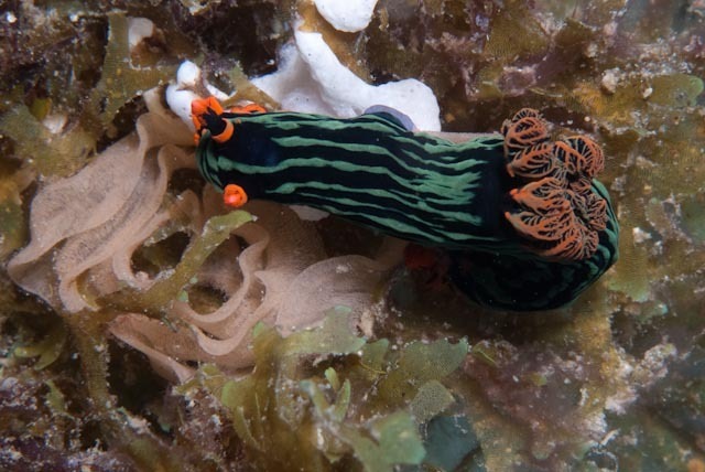 Trance Wrinkle Dorid
