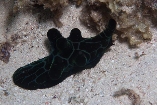 Velutin Snail