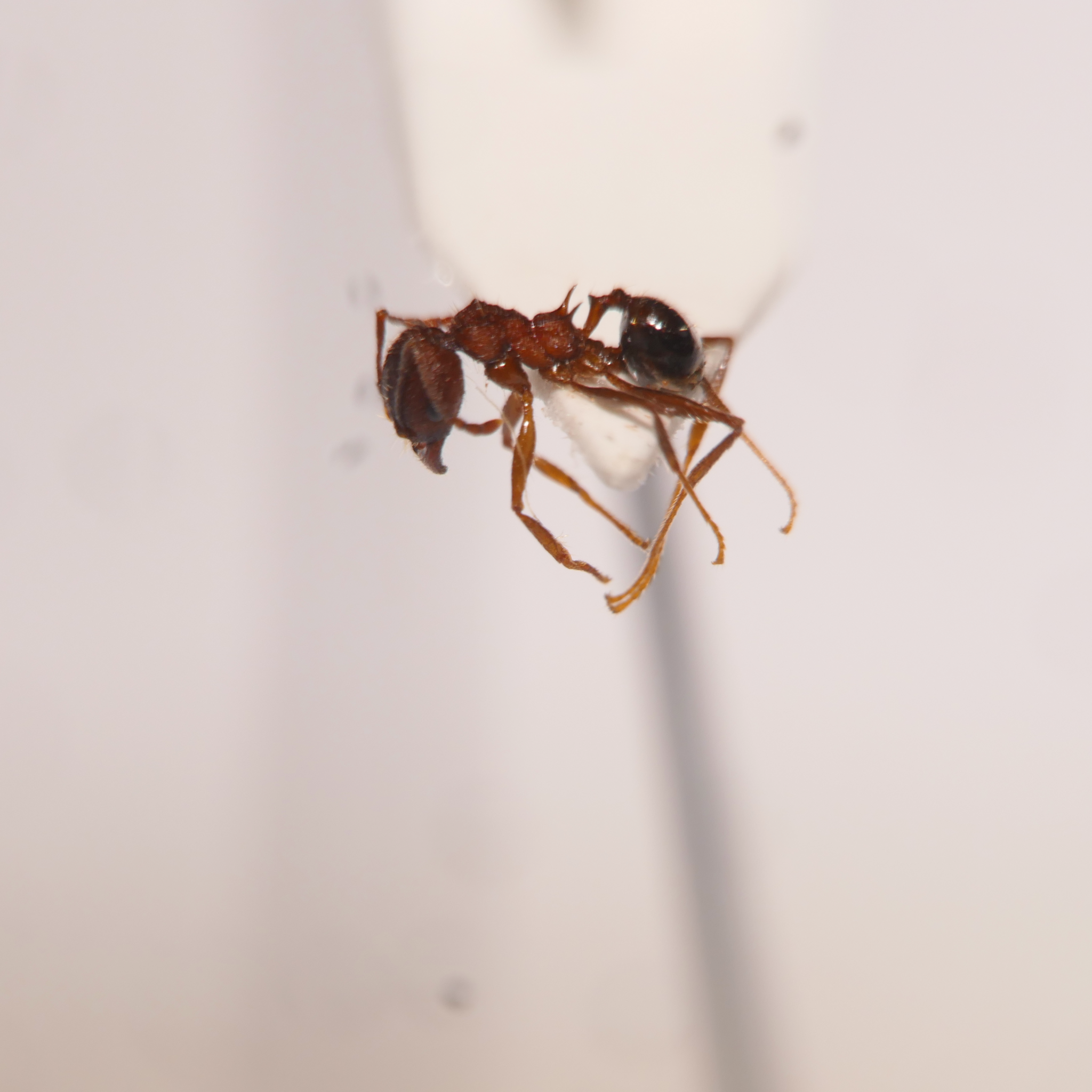 Pheidole liengmei