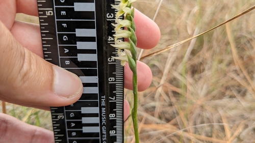 Image of Spiranthes longilabris by (c) Joseph Aubert, some rights reserved (CC BY)