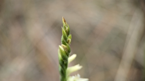 Image of Spiranthes longilabris by (c) Joseph Aubert, some rights reserved (CC BY)
