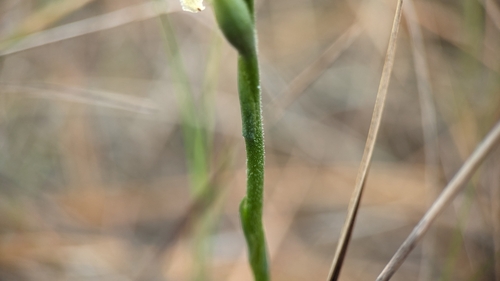 Image of Spiranthes longilabris by (c) Joseph Aubert, some rights reserved (CC BY)