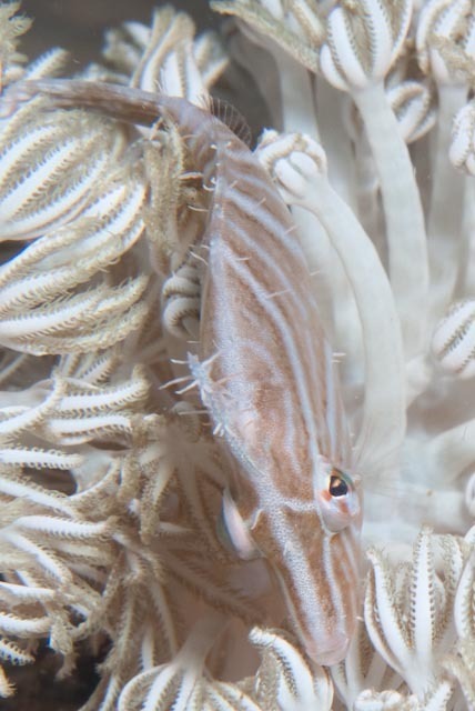 Flower-coral Filefish