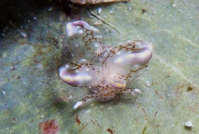 Cyerce blackburnae