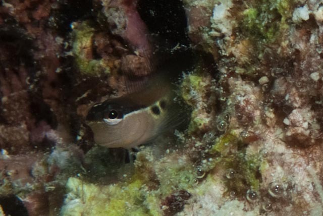 Twinspot Blenny
