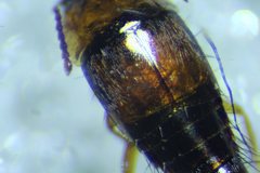 Tachyporus dispar
