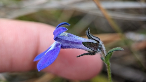 Image of Lobelia reverchonii by (c) Joseph Aubert, some rights reserved (CC BY)
