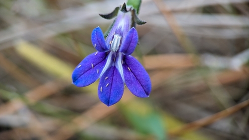 Image of Lobelia reverchonii by (c) Joseph Aubert, some rights reserved (CC BY)
